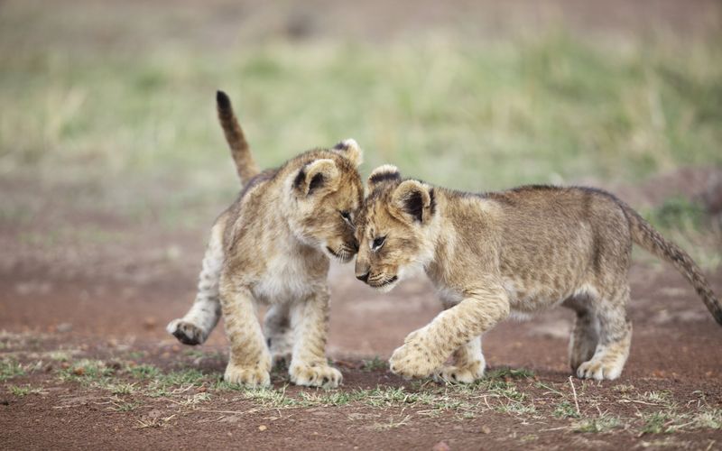 Tierbabys ganz groß