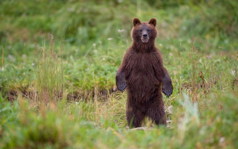 Tierische Freundschaften