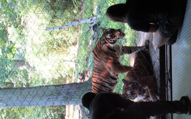 Bronx Zoo - Tierpark der Superlative