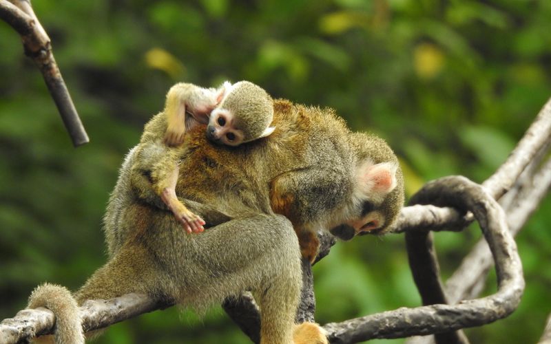 Bronx Zoo - Tierpark der Superlative