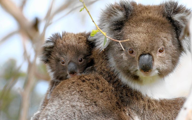 Wildes Australien