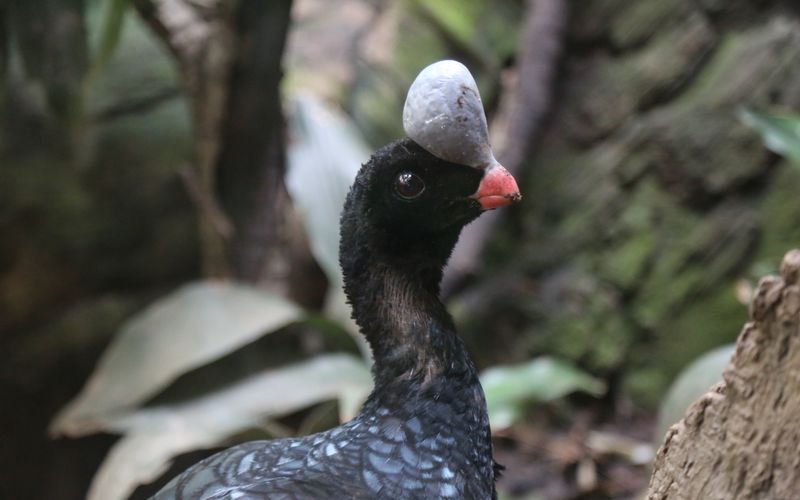 Bronx Zoo - Tierpark der Superlative