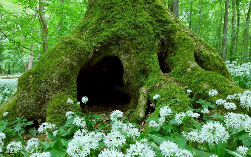 Die letzten Zeugen - Buchenurwälder