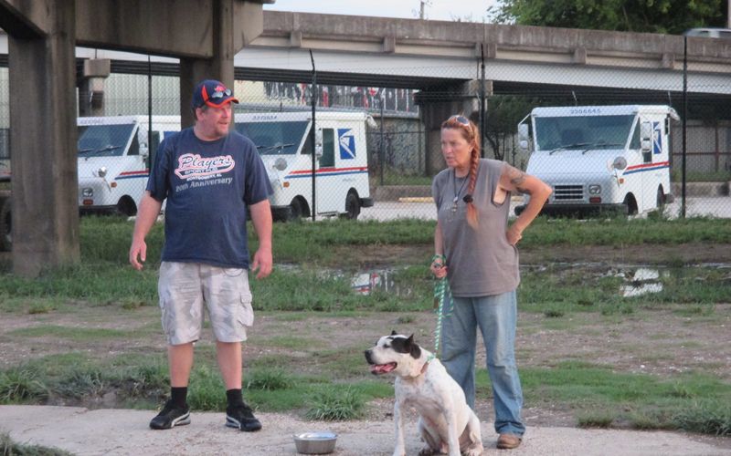 Pitbulls auf Bewährung