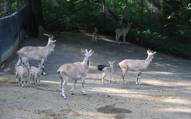 Bronx Zoo - Tierpark der Superlative