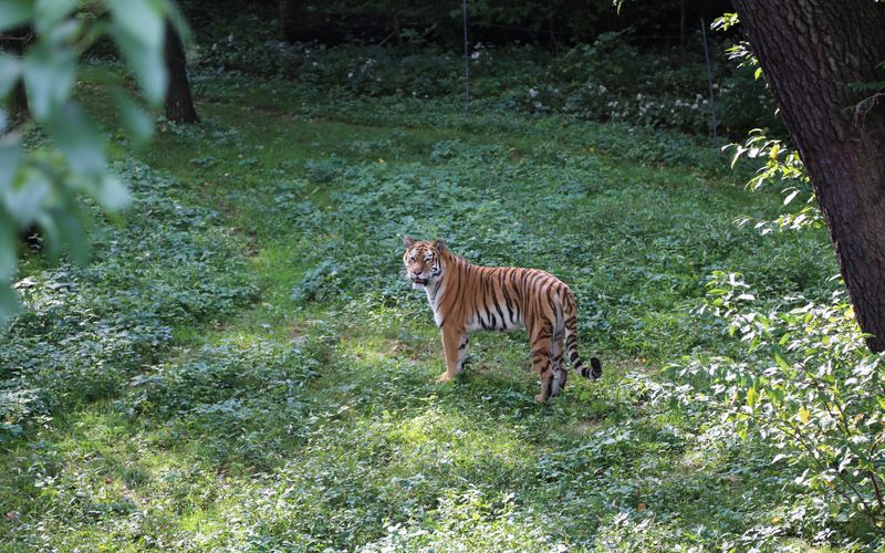 Bronx Zoo - Tierpark der Superlative