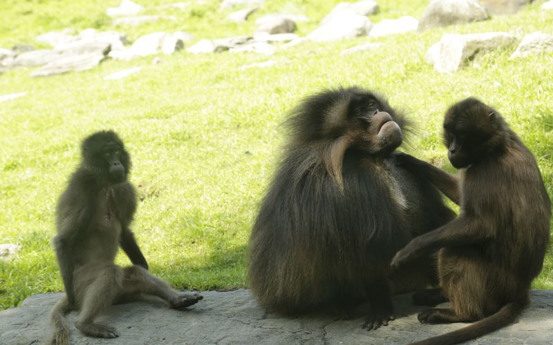 Bronx Zoo - Tierpark der Superlative