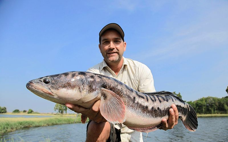 Auf der Suche nach dem Monsterfisch