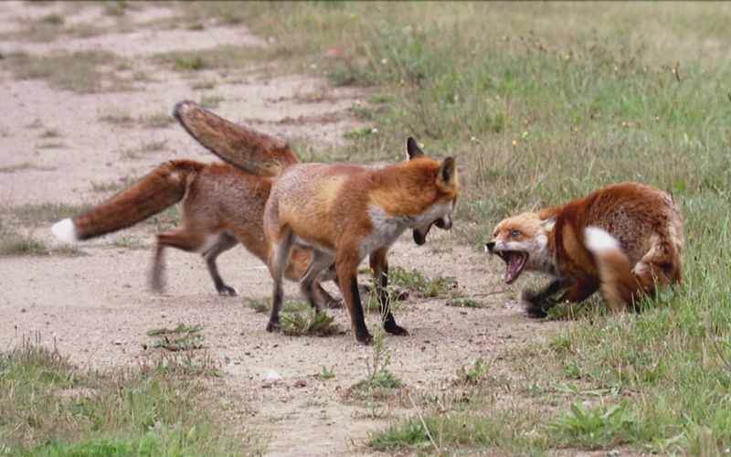 Animal Fight Club