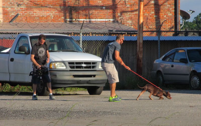 Pitbulls auf Bewährung