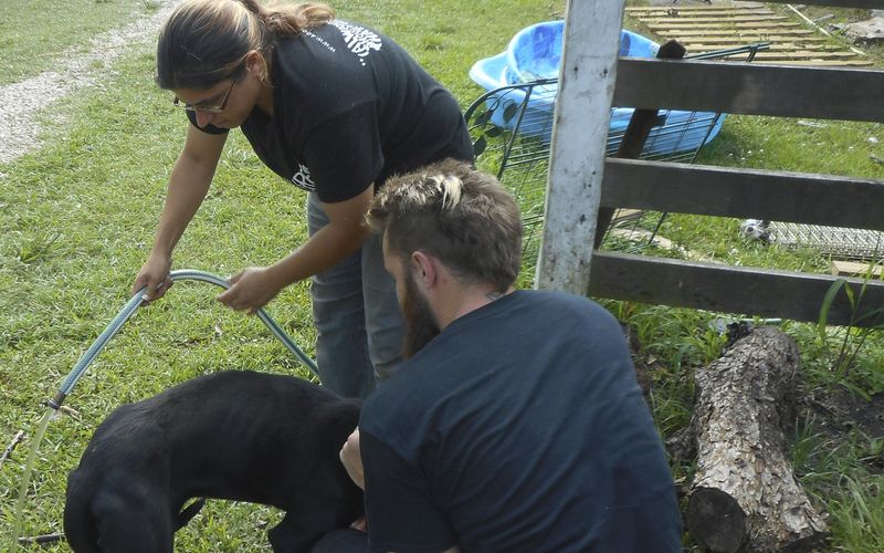 Pitbulls auf Bewährung