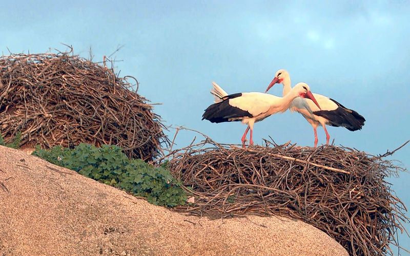 Der Flug der Störche - Auf der Rückreise von Afrika nach Europa