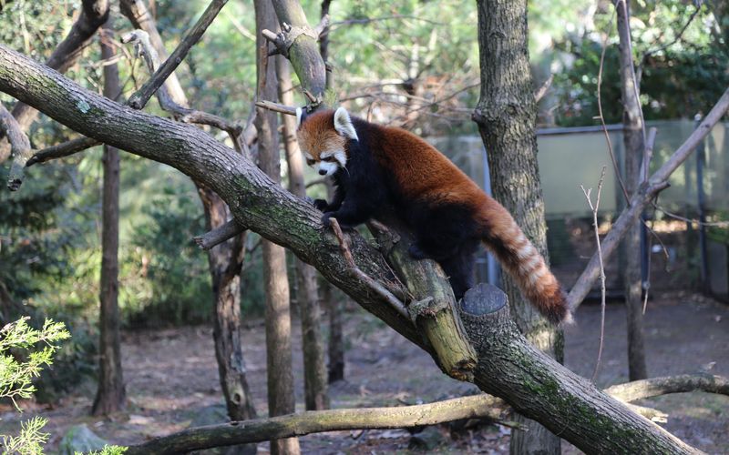 Bronx Zoo - Tierpark der Superlative