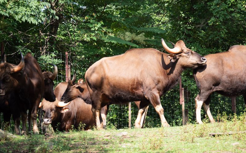 Bronx Zoo - Tierpark der Superlative