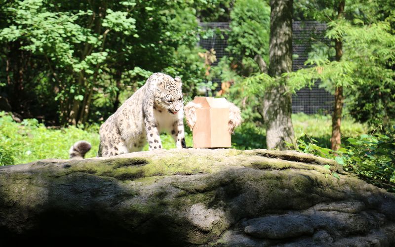 Bronx Zoo - Tierpark der Superlative