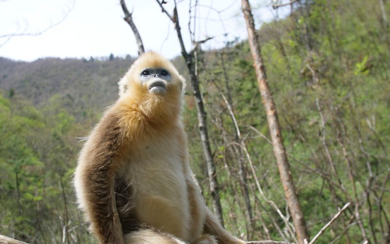 Chinas wilde Königreiche