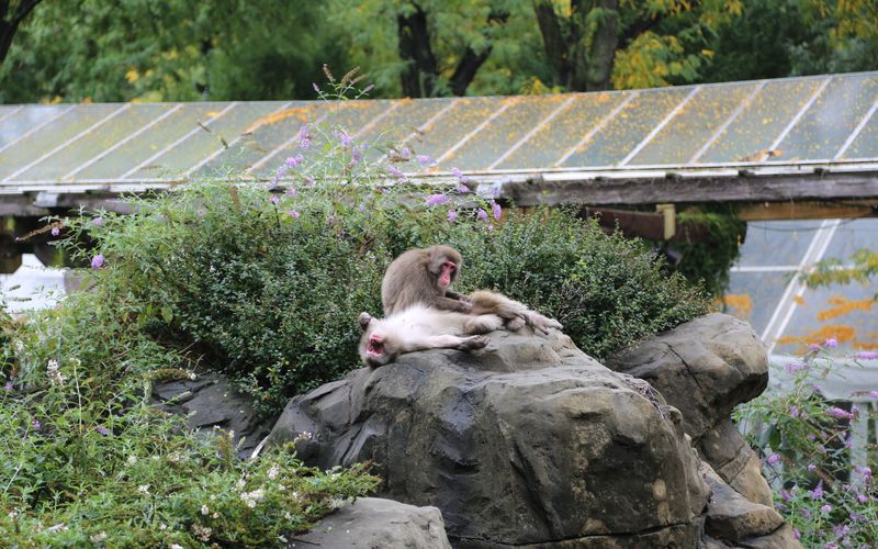 Bronx Zoo - Tierpark der Superlative