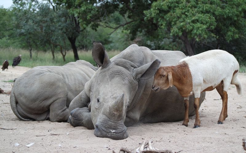 Tierische Freundschaften