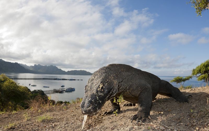 Komodo: Reich der Drachen