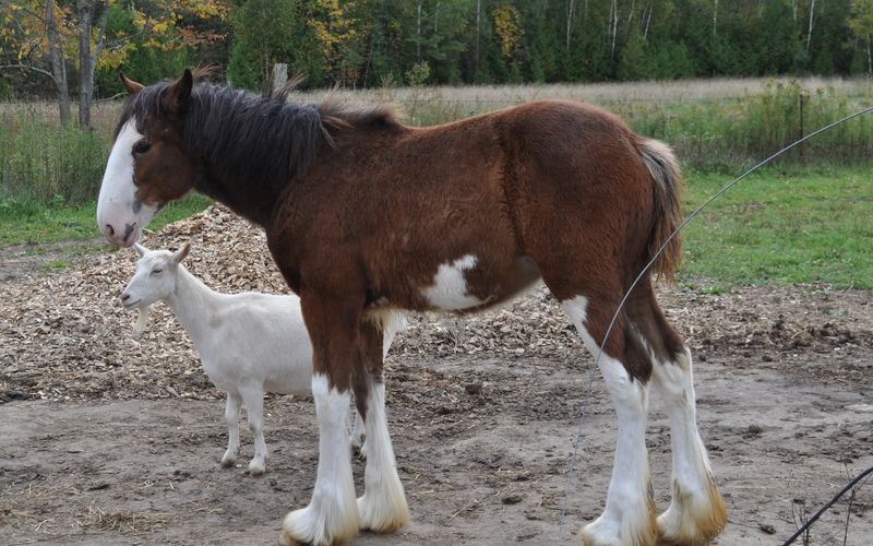 Tierische Freundschaften