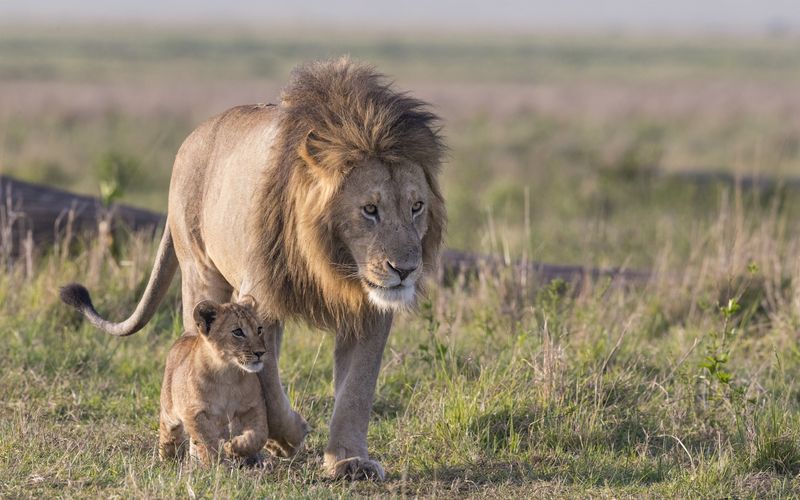 Big Cat Tales - Afrikas Raubkatzen