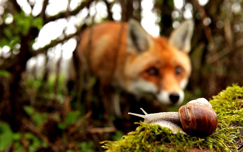 Frankreich - Wild und Schön