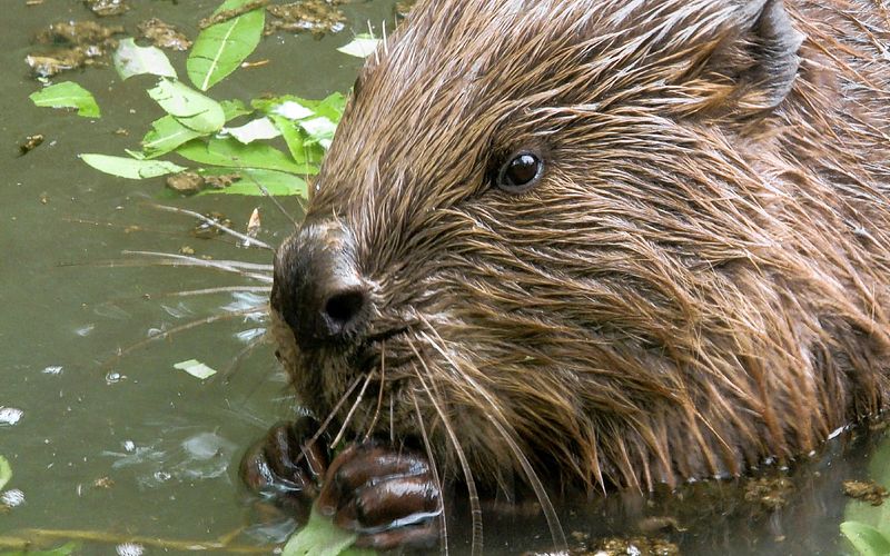 Frankreich - Wild und Schön