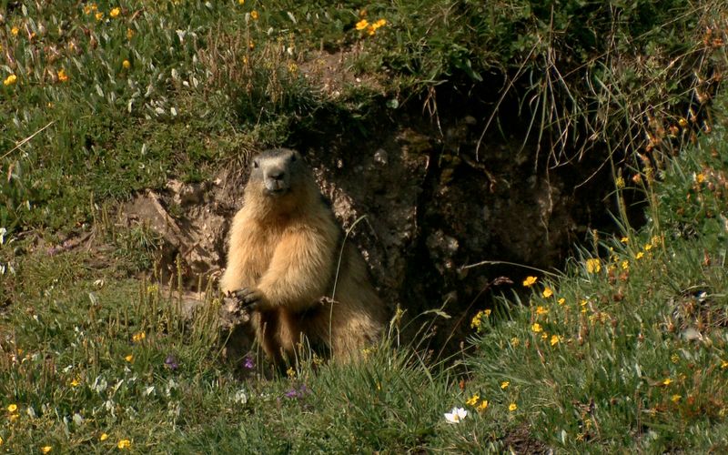 Frankreich - Wild und Schön