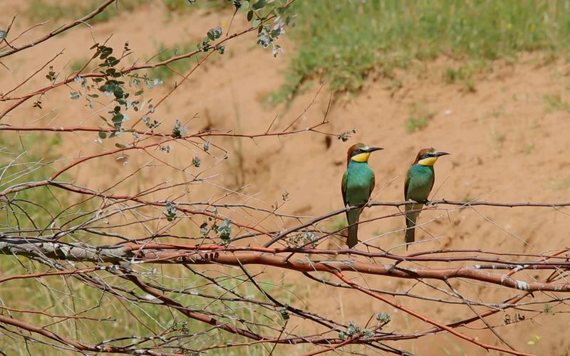 Frankreich - Wild und Schön