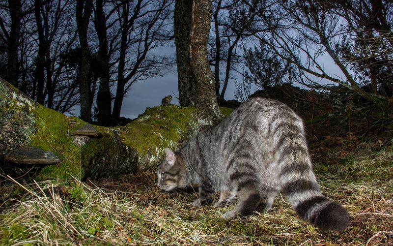 Die geheime Welt unserer Katzen