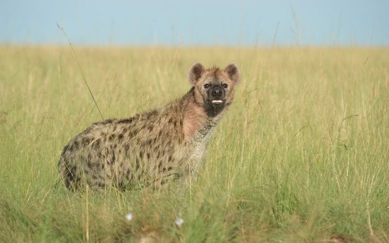 Afrikas tödlichste Jäger