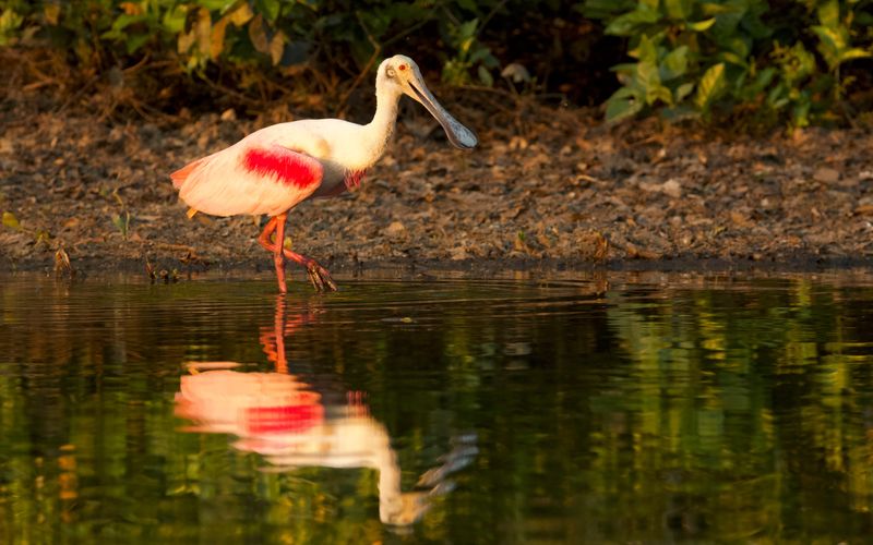 Wildes Pantanal