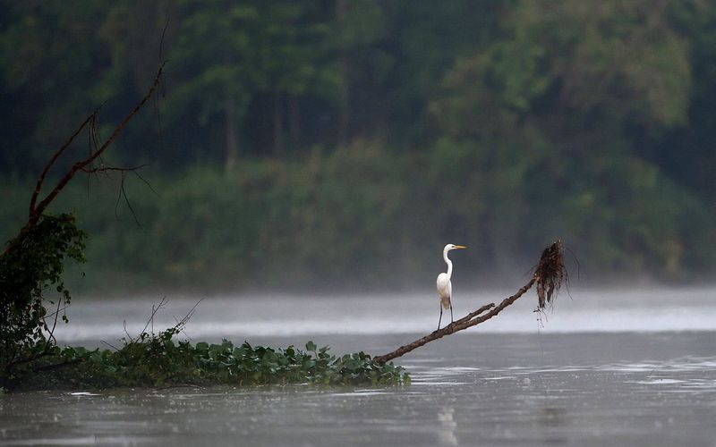 Kinabatangan, der Amazonas des Ostens