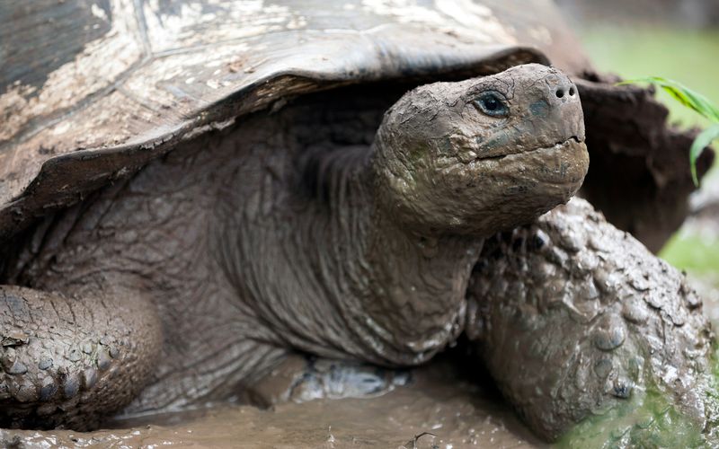 Galapagos