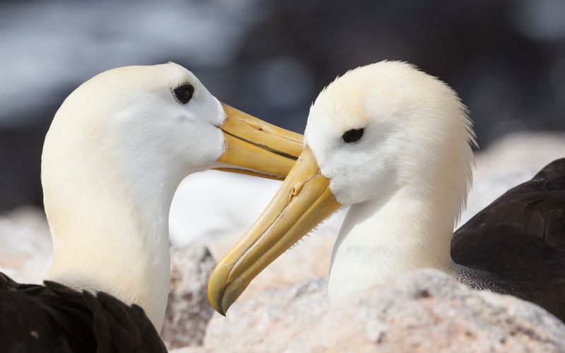 Galapagos