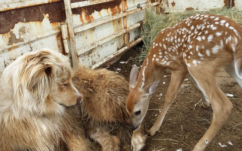 Tierische Freundschaften