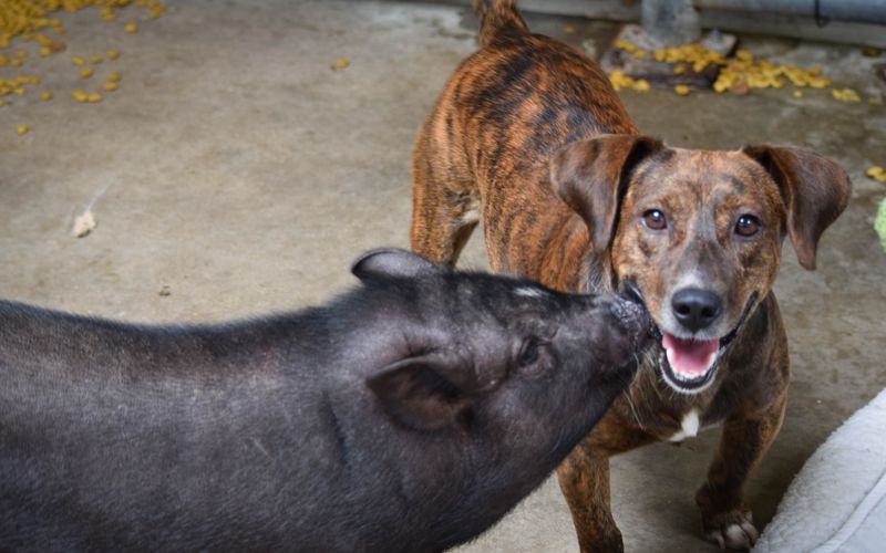 Tierische Freundschaften