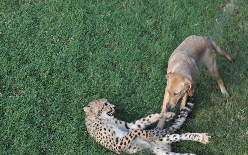 Tierische Freundschaften