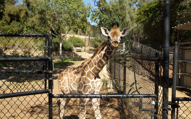 San Diego Zoo