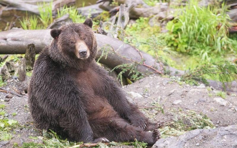 10 Tiere, die töten