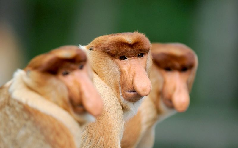 Kinabatangan, der Amazonas des Ostens