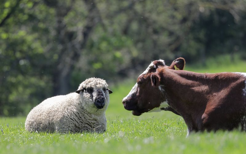 Fantastische Tierfreundschaften