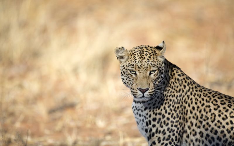 Sri Lankas Leoparden-Dynastie