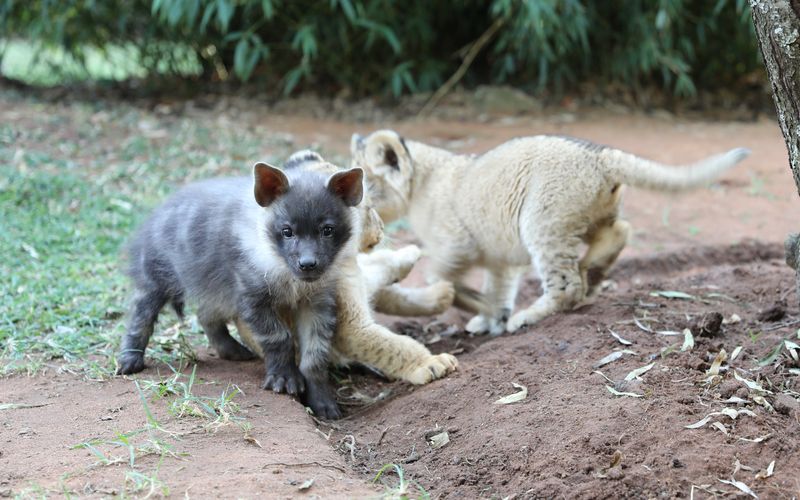 Fantastische Tierfreundschaften